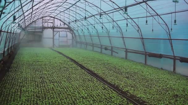 Zavlažování mladých plodin ve skleníku. Zavlažovací systém — Stock video