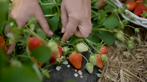 Raccolta di fragole con le mani degli agricoltori — Video Stock