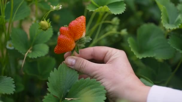 Jordbrukare visar stora mogna och saftiga jordgubbar — Stockvideo