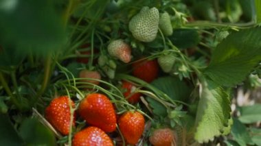 Güneşte olgunlaşan bir çilek gibi