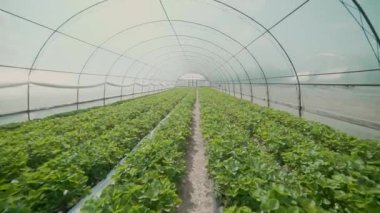 Hasatla birlikte açık gökyüzünün altındaki seradan geç.