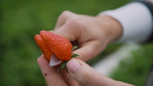 农夫切新鲜草莓 — 图库视频影像