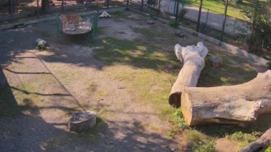  Kaplan bir kafeste sallanıyor.