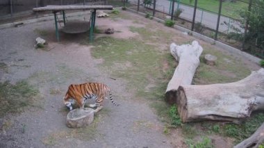 Kaplan çimlerde ot yer..