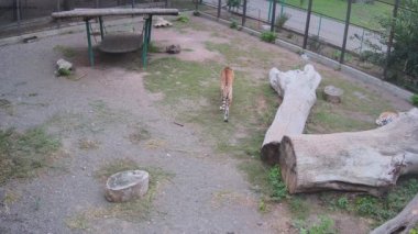 Başka bir kaplan dinlenirken kaplanlar kafeste dolaşıyor.