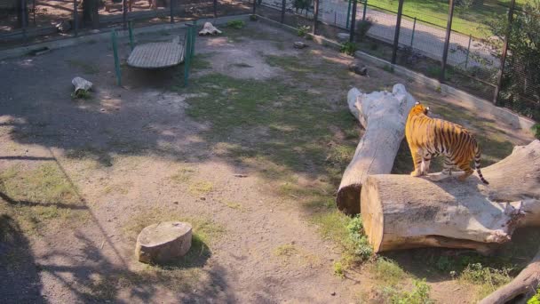 Beautiful Big Tiger Stands Log — Stock Video