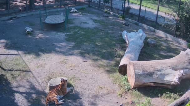 Tiger Lies Stump Lunch — Stock Video