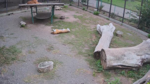 タイガースは長い散歩のために檻の中で休んでいる — ストック動画