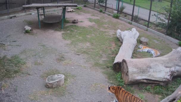 Mientras Tigre Descansa Otro Tigre Burla — Vídeos de Stock