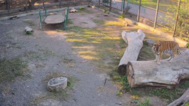 Bir kaplan başka bir kaplanı kütükten izliyor..