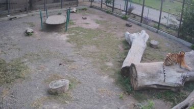 Kaplan kütüğün üzerinde dinleniyor..