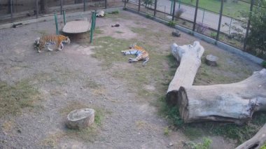 Kaplanlar birbirleriyle flört etmek için çok sevimlidirler..