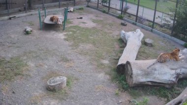 Kaplanlar kafeste dinleniyor..