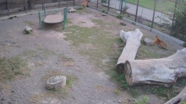 Bir kaplan kafeste dolaşırken, başka bir kaplan saldırmak istiyor.