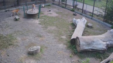 Tiger salıncaktaki koltuğunu koruyor.