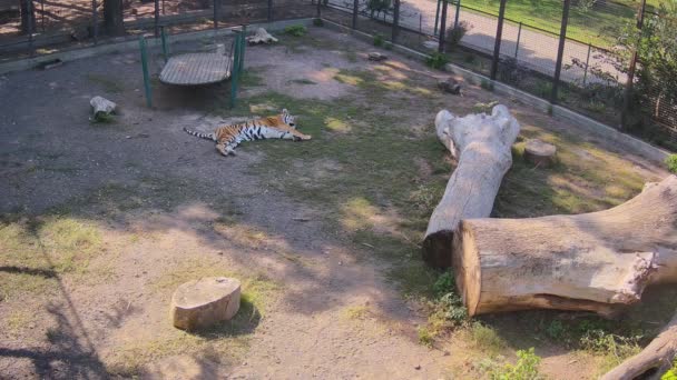 Gran Tigre Tirado Hierba — Vídeos de Stock