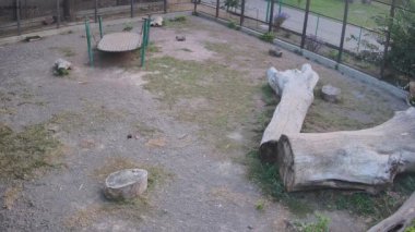  Kaplanlar bir kafeste senkronize bir şekilde yürür.