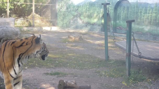 Τίγρης Απλά Κοιτάζει Στην Κάμερα — Αρχείο Βίντεο