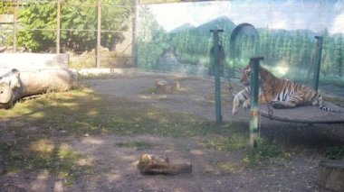 Kaplan vücudunu salıncakta salla.