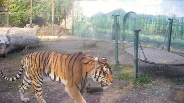 Μια Μεγάλη Όμορφη Τίγρη Πέρασε Μπροστά Από Την Κάμερα — Αρχείο Βίντεο