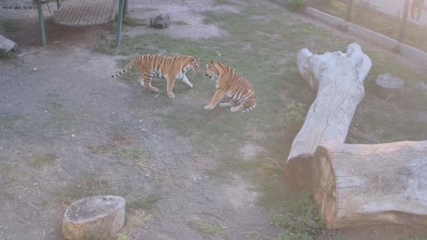 Dva Tygři Maminka Syn Hrát Sebou Kleci — Stock video