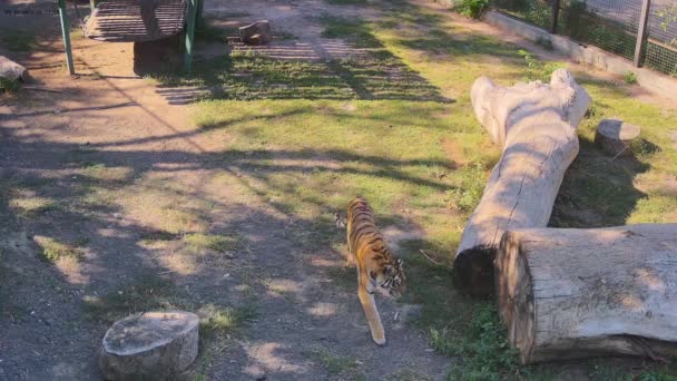 Jeden Tygrys Próbuje Zaatakować Drugiego Tygrysa Gdy Niego Ucieka Wideo Stockowe