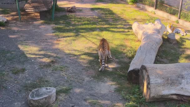Τίγρης Περπατάει Στο Κλουβί Και Τρώει Γρασίδι — Αρχείο Βίντεο