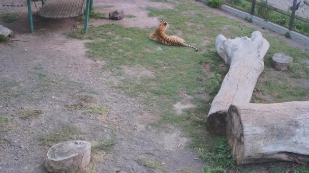 Tygrys Spoczywa Trawie Pobliżu Huśtawki Wideo Stockowe bez tantiem