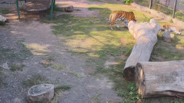 Tygrysy Odpoczywają Rano Klatce Filmiki Stockowe bez tantiem
