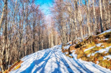 Kış ormanı, Oltrepo Pavese (Kuzey İtalya, Lombardy Bölgesi, Lombardy Bölgesi) dağlık bölgesinde karla kaplıdır.).
