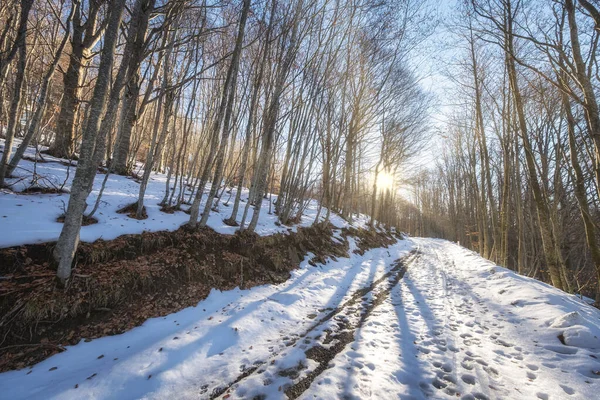 Kış ormanı, Oltrepo Pavese (Kuzey İtalya, Lombardy Bölgesi, Lombardy Bölgesi) dağlık bölgesinde karla kaplıdır.).