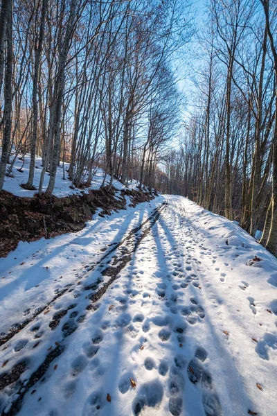Kış ormanı, Oltrepo Pavese (Kuzey İtalya, Lombardy Bölgesi, Lombardy Bölgesi) dağlık bölgesinde karla kaplıdır.).