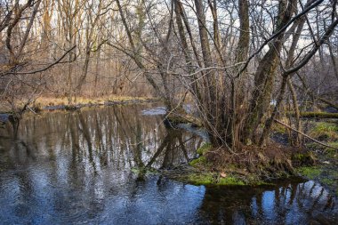 Ticino nehrinin sulak arazisi, Cameri köyü (Novara ili, Piedmont, İtalya) yakınlarında, biyolojik çeşitlilik bakımından zengindir. Ticino Nehri İsviçre 'de doğmuştur ve Po Nehri' nin ana koludur..