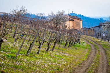 Oltrepo Pavese (Lombardy, Kuzey İtalya) tepeleri üzerindeki üzüm bağlarının ilk bahar manzarası; bu bölge değerli kırmızı ve ışıltılı beyaz şaraplarıyla dünyaca ünlüdür..