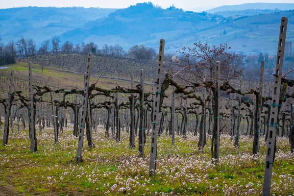 Vista Início Primavera Das Vinhas Sobre Colinas Oltrepo Pavese Lombardia — Fotografia de Stock