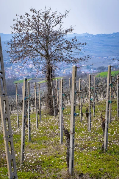 Vista Temprana Primavera Los Viñedos Sobre Las Colinas Oltrepo Pavese — Foto de Stock