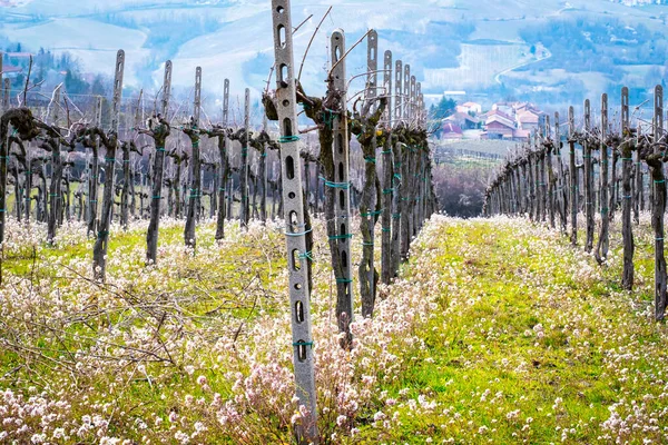 Wczesna Wiosna Widok Winnice Wzgórzach Oltrepo Pavese Lombardia Północne Włochy — Zdjęcie stockowe