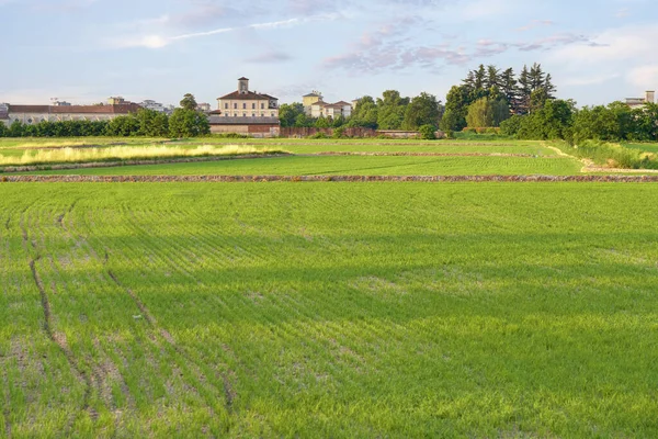 Frühsommerliches Sonnenaufgangspanorama Eines Reisfeldes Der Nähe Der Stadt Novara Piemont — Stockfoto