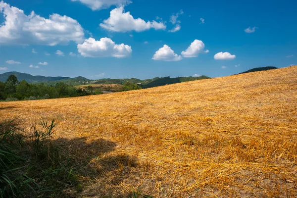 Літня Панорама Пагорбів Долини Ніцца Частина Горбистої Місцевості Ольтрепо Павезе — стокове фото