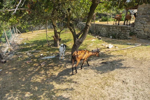 Domestic Goats Farm Hilly Area Oltrepo Pavese Pavia Province Borders — Stock fotografie