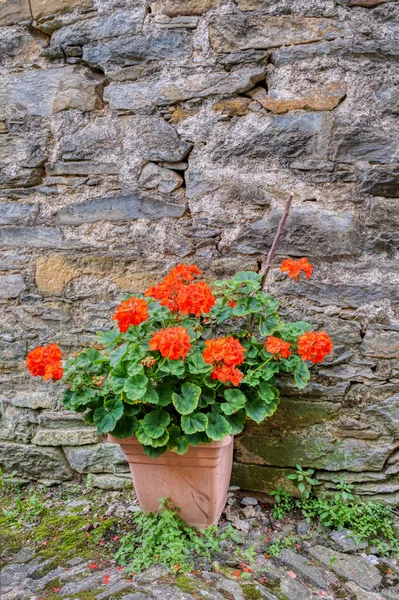 Pot of red geranium flowers, lay down close to an old stone-made wall.