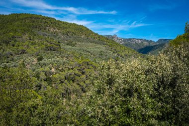 Val Nervia 'nın tepeleri, ormanları ve zeytin ağaçları, İtalya-Fransa sınırı yakınlarındaki Liguria Bölgesi' nde deniz ile Ligurian Alpleri arasında yeşil bir vadidir..