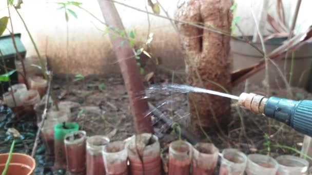 ホーム屋内園芸ガーデンケアコンセプト スローモーションビデオで水を撒き散らし 金属ブロンズスプレー鉢物の乾燥植物に水を噴霧する頭 — ストック動画