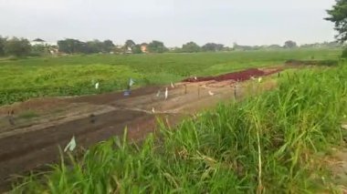 Bisikletle pirinç tarlalarının güzel manzarası