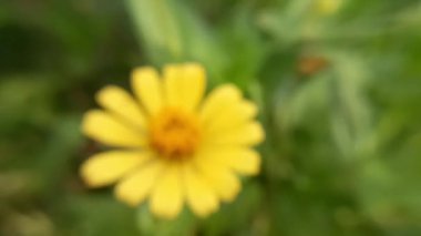 Güzel sarı çiçekli video görüntülerini kapat.