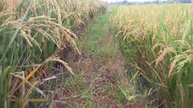 Yaya olarak sarı pirinç tarlalarının manzarasına bakın.