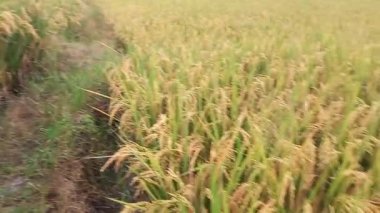 Çeltik tarlalarının sarardığını ve hasat edilmeye hazır olduğunu gösteren video görüntüleri, Medan, Endonezya