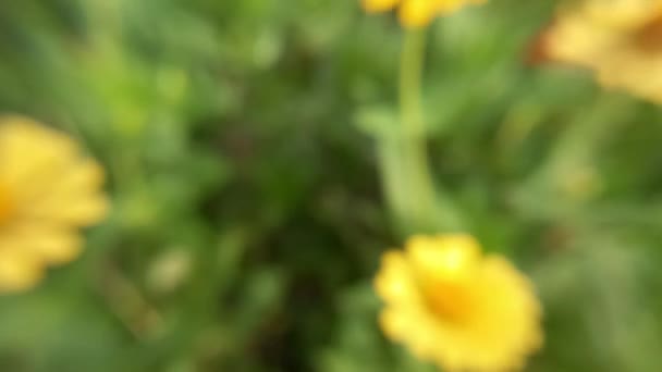 Gyönyörű Sárga Virág Videó Felvételek Elmosódott Háttér — Stock videók