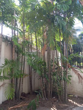 Bahçedeki palmiye ağaçları