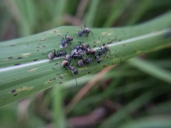 Formigas Tecelãs Negras Reúnem Folhas Verdes — Fotografia de Stock
